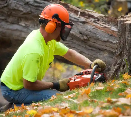 tree services Franklin Square